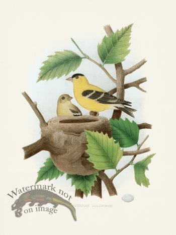 Thomas Gentry Bird 20